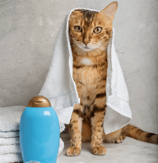Cat with towel